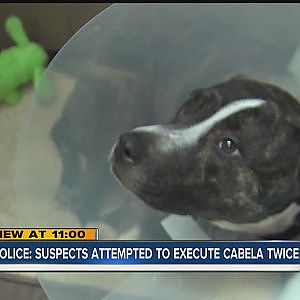 Tampa police unravel timeline of dog's shooting - YouTube