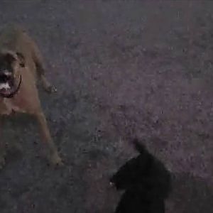 Dogs Charge Police Officer Meridian Idaho David Gomez - YouTube