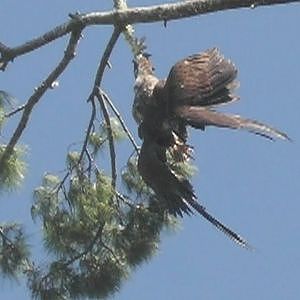 Media 'Army Veteran Rescues Eagle Stuck In Tree - YouTube' in category 'Police Videos'