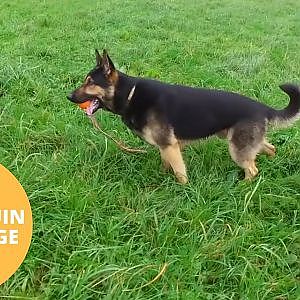 Police Officer Pulls Off The Best Mannequin Challenge Yet - With His Two Police Dogs