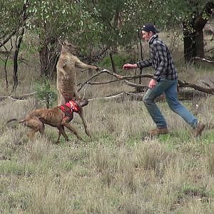 Man punches a kangaroo in the face to rescue his dog (Original HD)
