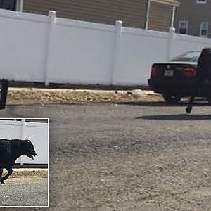 Runaway Bull That Escaped Slaughterhouse Dies After Being Chased By NYPD - YouTube
