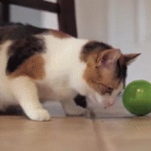 Cat-puke
